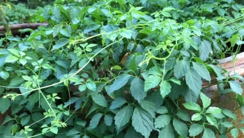 Rau dại xưa ăn "cứu đói", giờ thành đặc sản 100.000 đồng/kg