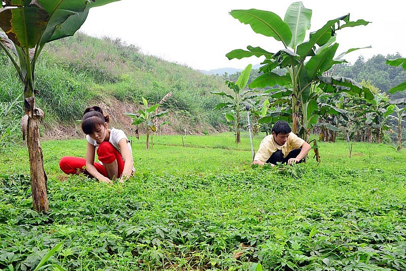Giảo cổ lam được đưa về trồng thành công tại vườn Giảo cổ lam được đưa về trồng thành công tại vườn