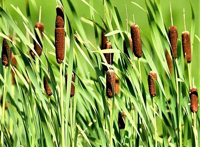 Cây bồn bồn (Cỏ nến) từng là cây hoang dại.