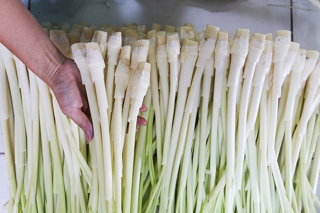 Giờ cây bồn bồn được dùng làm nguyên liệu nhiều món ăn.