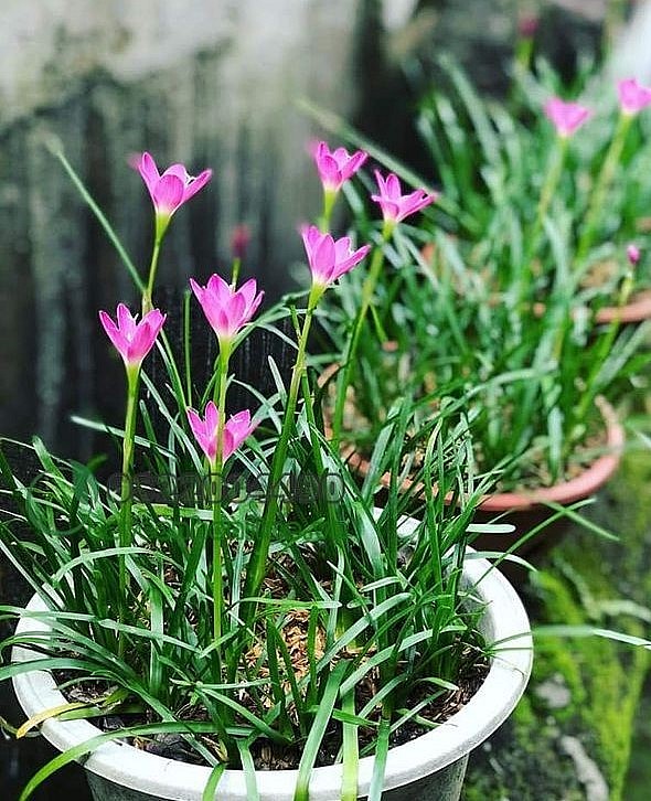 Cây hoa huệ mưa dễ trồng, hoa đẹp và có quanh năm, phù hợp để trang trí ban công, sân vườn…