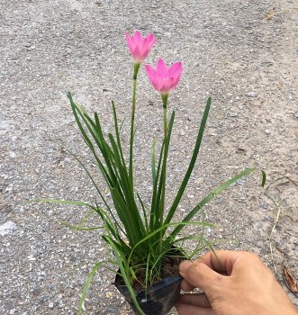 Nhặt thứ củ sù sì bị vứt đi về ươm thành giống cây cảnh kiếm hàng trăm triệu/năm