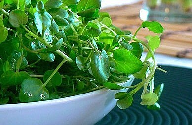 Cải xoong là loại rau rất phổ biến ở nước ta được sử dụng nhiều trong bữa ăn. 