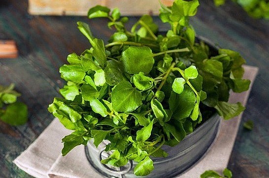 Không chỉ là món ăn, rau cải xoong có nhiều công dụng chữa trị bệnh.