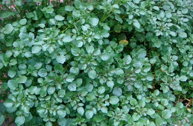 Cải xoong được trồng phổ biến ở Việt Nam.