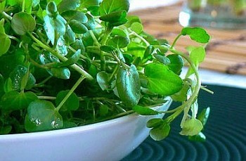 Tin bất ngờ: Cải xoong chống ung thư và chữa được rất nhiều loại bệnh rất hiệu quả