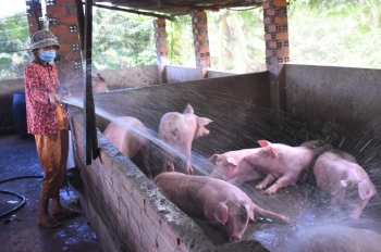 Dự báo giá heo hơi ngày 16/11: Tiếp tục giảm do sức mua của thị trường thấp