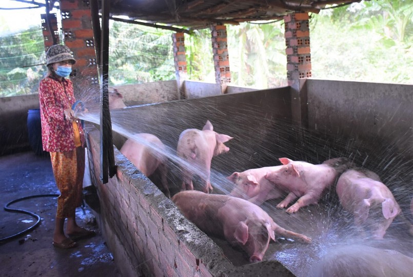 Dự báo giá heo hơi ngày 16/11: Tiếp tục giảm do sức mua của thị trường thấp