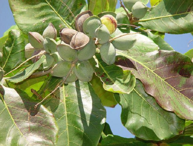 Thức quà của học sinh xưa, nay tách hạt làm mứt bỗng trở thành đặc sản giá 500.000 đồng/kg