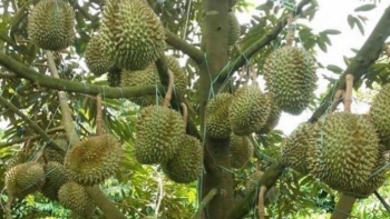 Sầu riêng Musang King siêu đắt 3 triệu/quả, tại sao chưa khuyến cáo trồng