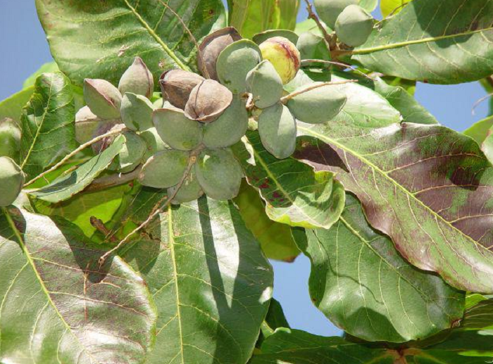 Thức quà của học sinh xưa, nay tách hạt làm mứt bỗng trở thành đặc sản giá 500.000 đồng/kg Thức quà của học sinh xưa, nay tách hạt làm mứt bỗng trở thành đặc sản giá 500.000 đồng/kg