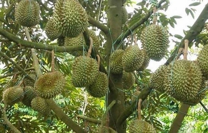 theo Luật Trồng trọt thì nước ta chưa cho trồng.