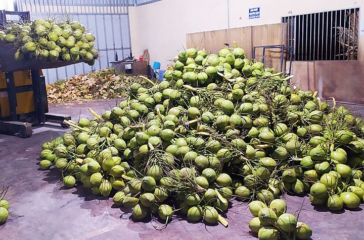 Dừa Bến Tre được xuất khẩu đi nhiều nước trên thế giới.