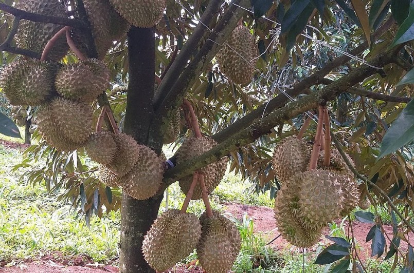 Vườn sầu riêng tại nhà vườn ở Tây Nguyên sắp cho thu hoạch.