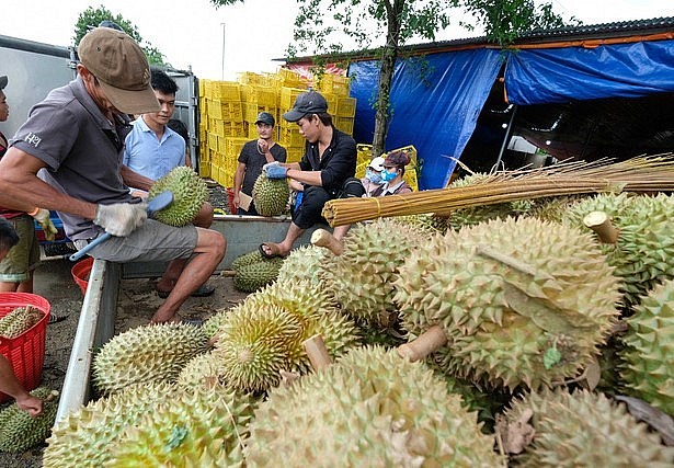 Thu mua sầu riêng ở huyện Đạ Huoai (Lâm Đồng).(Ảnh: TTXVN)