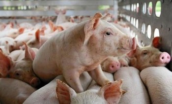 Giá heo hơi hôm nay giảm mạnh, doanh nghiệp vội vã giảm giá xả hàng