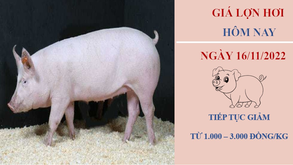 Giá heo hơi hôm nay 16/11/2022: Tiếp tục giảm nhẹ tại ba miền