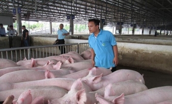 Người nuôi không nên bi quan, giá heo vẫn có thể vượt 70.000 đồng/kg vào dịp Tết