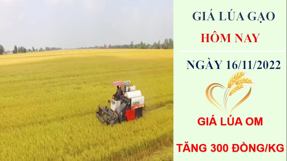 Giá lúa gạo hôm nay 16/11/2022: Giá lúa OM tăng 300 đồng/kg