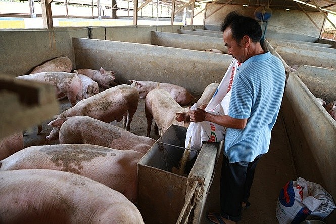 Người nuôi không nên bi quan, giá heo vẫn có thể vượt 70.000 đồng/kg vào dịp Tết Người nuôi không nên bi quan, giá heo vẫn có thể vượt 70.000 đồng/kg vào dịp Tết