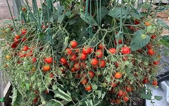 Cây kỷ lục: Cà chua mắn đẻ nhất thế giới, lập kỷ lục với 1.269 quả kín thân