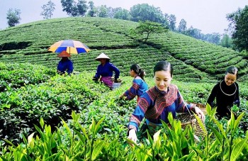 Chè Tân Cương - đặc sản nổi tiếng của Thái Nguyên