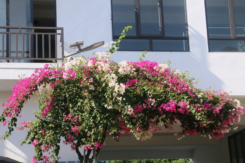 Việc pha trộn giữa màu tím và trắng khiến cây hoa thêm bắt mắt. Ngoài việc sưu tầm, kinh doanh hoa giấy, anh Trường còn là một doanh nhân tham gia kinh doanh xăng dầu, chợ ...