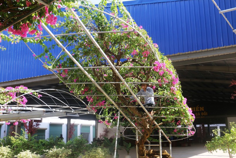 Để làm giá đỡ và tạo thế cho cây hoa giấy khi được trồng trên chậu, anh Trường phải đầu tư chi phí khá lớn cho việc mua sắt hàn khung và chăm sóc.