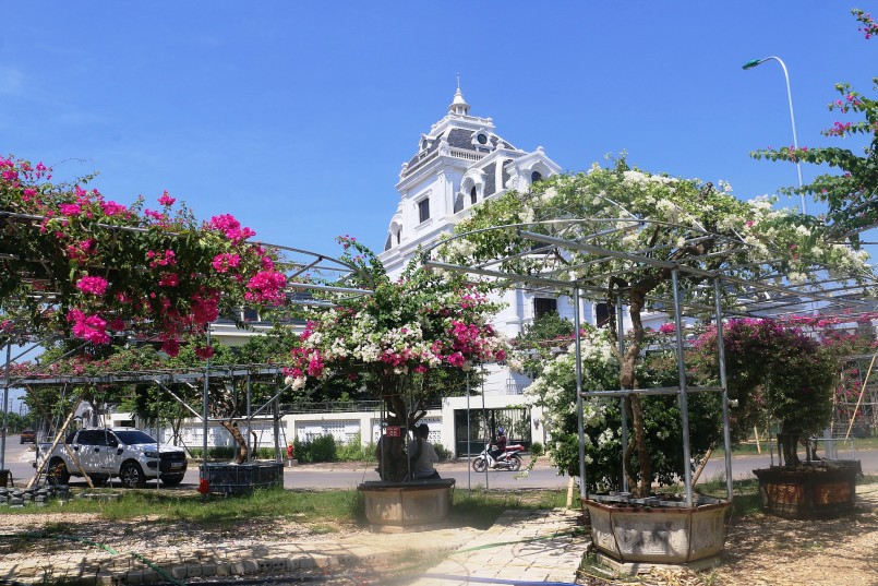 Những giàn hoa giấy đua nhau khoe sắc.