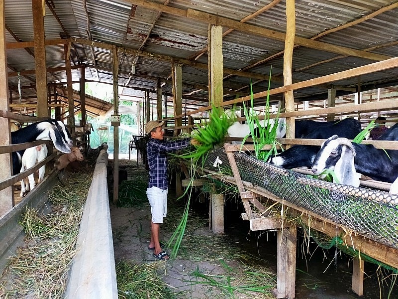 Anh Hồ Văn Tri thu nhập hàng trăm triệu đồng mỗi năm từ mô hình nuôi dê Anh Hồ Văn Tri thu nhập hàng trăm triệu đồng mỗi năm từ mô hình nuôi dê
