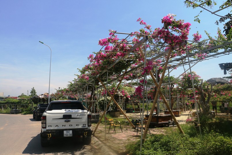 Để có được những gốc cây hoa giấy cổ thụ, đẹp mắt, anh Trường cùng những người bạn của mình đã nhiều lần bôn ba khắp các tỉnh thành trong Bắc ngoài Nam. Khi biết tin ở đâu có cây hoa giấy cổ thụ, thế đẹp họ lập tức lên đường để tìm mua.