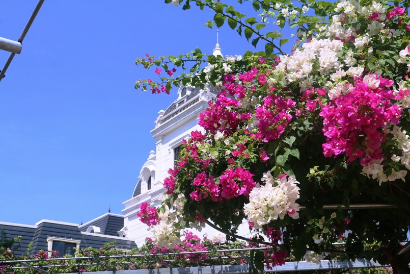 Hình thụ đẹp mắt của một thân cây hoa giấy trong vườn cây của anh Trường. Hiện tại, anh Trường đang có trong tay 4 vườn trồng và chăm sóc hoa giấy. 