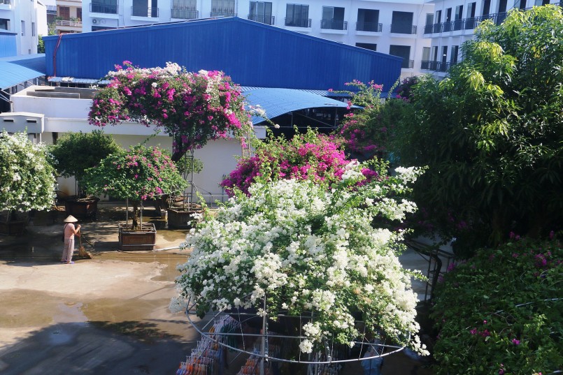 Hoa giấy có nhiều màu đặc trưng như tím, đỏ, trắng...