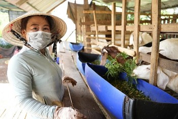 Khởi nghiệp từ mô hình nuôi dê, người xây biệt thự, người “đút túi” tiền tỷ mỗi năm