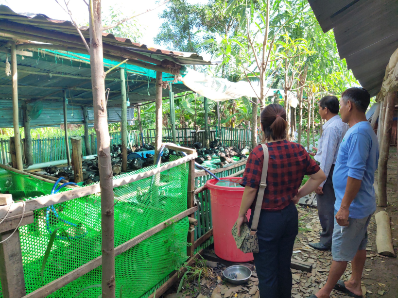 Thu nhập cả trăm triệu đồng mỗi năm nhờ nuôi mô hình kết hợp