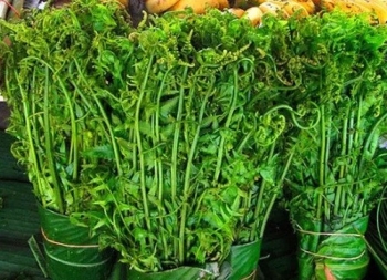 Cây mọc bờ rào xưa không ai hái, nay thành đặc sản nhà hàng 70.000 đồng/kg