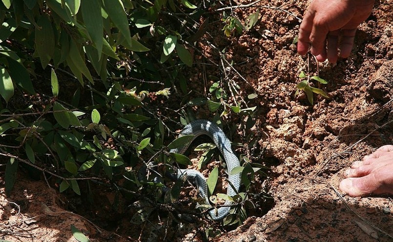 Đôi vợ chồng chèo xuồng đi hái bông súng. Cứ nước lên đến đâu, bông súng lại vươn cao lên đến đó nên cọng dài hàng mét. Bông súng là một trong nhiều đặc sản được thiên nhiên ưu đãi cho miền Tây mùa nước nổi. Nguyên liệu này đi vào nhiều món đặc thù như canh chua, mắm kho, gỏi…, giúp người địa phương thêm thu nhập mà gần như không bỏ vốn, chỉ tốn công đi hái.