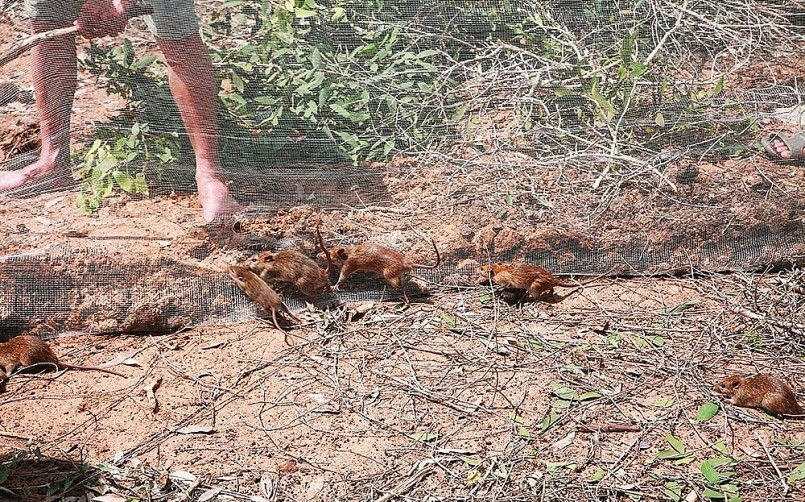 Có khi chà được làm nhanh gọn bằng cách chặt cành cây tràm chất đống, quây lưới lại, sau thời gian ngắn có thể gom được khá nhiều chuột. Không chỉ chuột, dỡ chà ra có khi còn bắt gặp vài chú rắn núp bên dưới, coi như có thêm sản vật để bán hoặc món đặc sản thưởng thức.