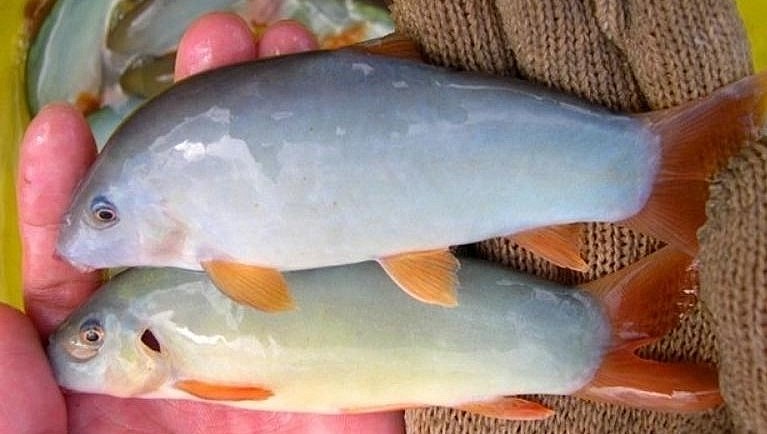 Loài cá heo xưa là món dân giã nay đã là đặc sản đắt đỏ.