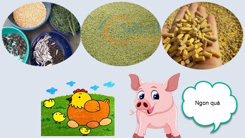 Thức ăn chăn nuôi có những loại nào?