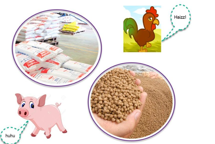 Thức ăn chăm nuôi có những loại nào?