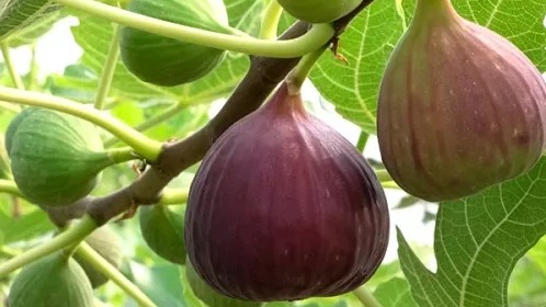 Loại sung khổng lồ giá "cắt cổ" vẫn hút khách mua