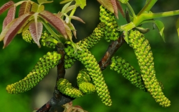 Loài hoa giống sâu róm, nhìn đã thấy sợ mà quý như vàng