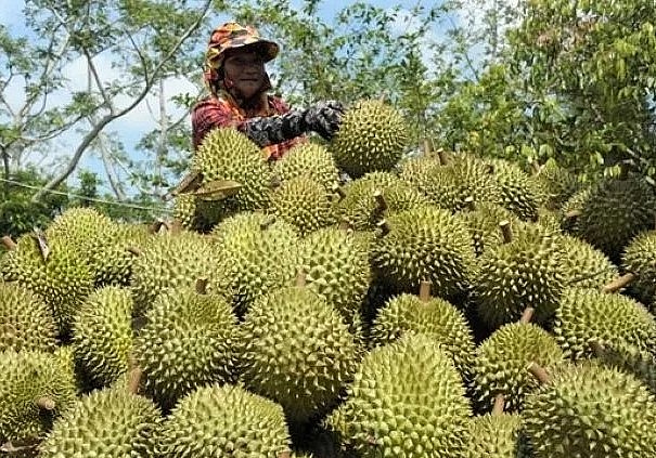 Thu mua sầu riêng cao hơn 5.000 đồng/kg so với thị trường Thu mua sầu riêng cao hơn 5.000 đồng/kg so với thị trường