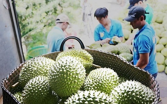 Sầu riêng tươi của Việt Nam sẽ xuất khẩu chính ngạch vào Trung Quốc sẽ tăng mạnh. Sầu riêng tươi của Việt Nam sẽ xuất khẩu chính ngạch vào Trung Quốc sẽ tăng mạnh.