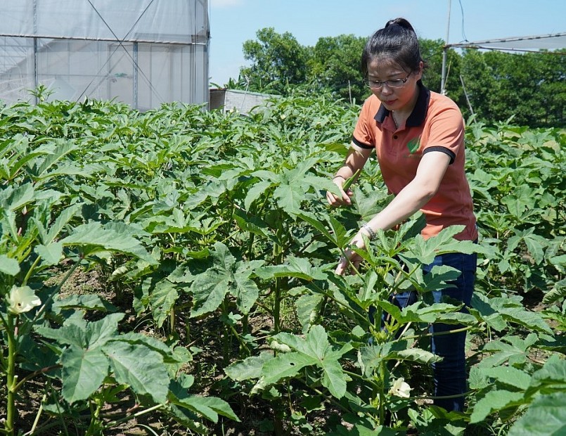 Những sản phẩm rau, quả của gia đình chị Trâm có mẫu mã đẹp, chất lượng cao, đáp ứng thị hiếu của người tiêu dùng.