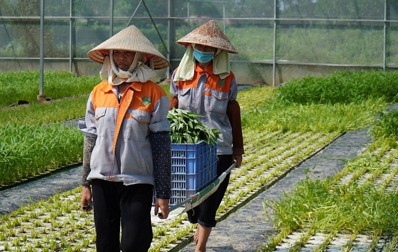 Chị Nguyễn Thị Trâm tạo công ăn việc làm cho gần 60 lao động với thu nhập cao nhờ trồng rau sạch.