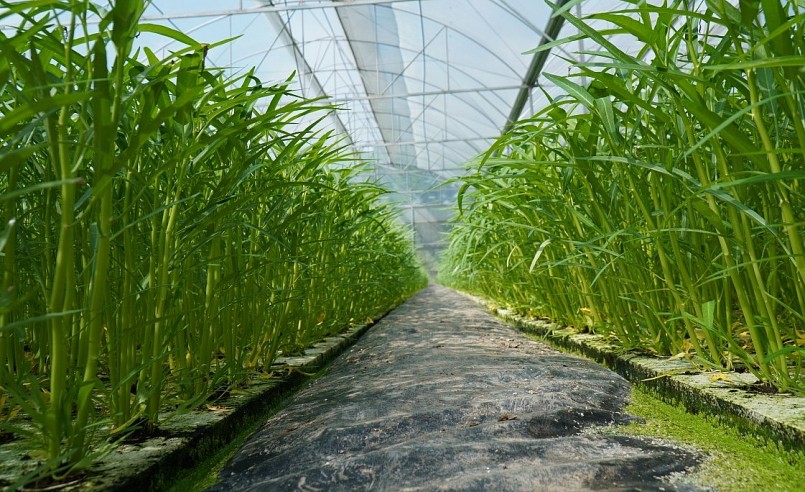 Trồng rau sạch mang lại giá trị kinh tế cao cho gia đình chị Nguyễn Thị Trâm.