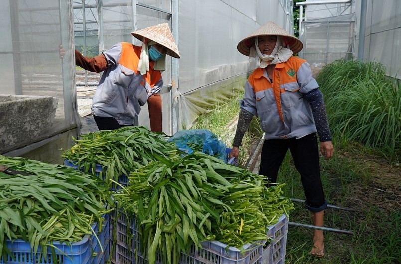 Rau muống được trồng thủy canh trên bạt ni lông trong nhà kính tạo ra mẫu mã đồng đều, chất lượng cao.