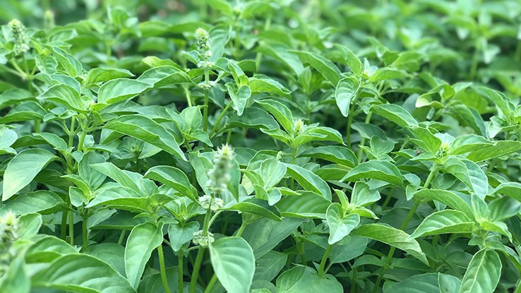 Loài rau xưa dùng để tiến vua thành đặc sản, giá 70.000 đồng/kg muốn mua không phải dễ